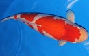 Xôn xao clip cá Koi khổng lồ được đấu giá 42 tỷ đồng