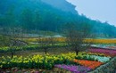 Du xuân đầu năm: Vườn hoa 15 hecta khoe sắc ở Ninh Bình