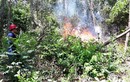 Cháy rừng ở Đà Nẵng, hơn 200 người chữa cháy nhiều giờ