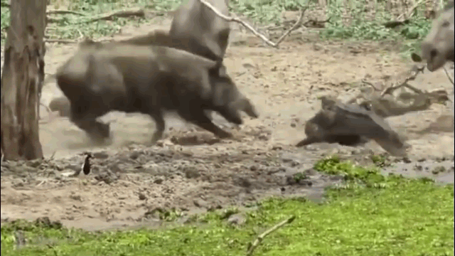 Video: Lợn rừng tử chiến “sát thủ đầm lầy” bảo vệ đàn con  