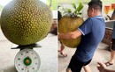 Netizen tò mò quả chủ nhà bổ quả mít "khủng" gần 55kg