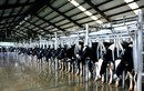 Tận mục trang trại bò sữa đạt chuẩn quốc tế của Vinamilk