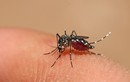 Cận cảnh tổ muỗi truyền bệnh sốt xuất huyết