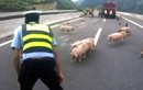 Clip CSGT vây bắt lợn trên đường cao tốc