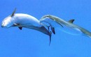 Video độc: Cận cảnh cá heo sinh con dưới nước