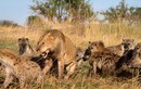 Ảnh động vật tuần qua: Đàn linh cẩu "quây" sư tử