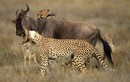 Ảnh động vật: Báo gấm “hạ gục” linh dương đầu bò