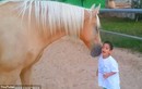 Tình cảm giữa ngựa và cậu bé bị bệnh gây xúc động