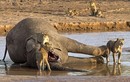 Sư tử đánh bại cá sấu đói định cướp xác voi khủng