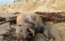 Xác “quái vật” bí ẩn trôi dạt vào bờ biển Mỹ