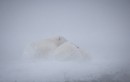 Gia đình gấu Bắc cực ôm nhau giữ ấm trong bão tuyết