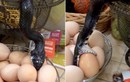 Rắn trộm trứng gà khiến chủ nhà phát hoảng