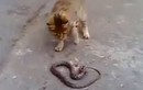 Mèo đại chiến kịch liệt với rắn trên đường phố 