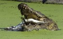 Kinh hoàng cá sấu khổng lồ cắn nát đồng loại trong miệng