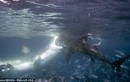 Kinh hoàng cảnh cá mập khổng lồ cắn nhau chí tử