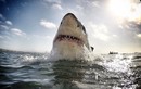 Cận cảnh hàm răng ghê sợ của cá mập khổng lồ