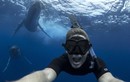 Mạo hiểm chụp ảnh cùng cá voi lưng gù khổng lồ