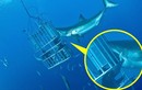 Thợ lặn mạo hiểm cho tay vào miệng cá mập khổng lồ