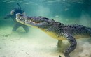Xem thợ lặn mạo hiểm trêu ngươi cá sấu nước mặn khổng lồ