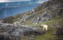 Nhói lòng cảnh gấu Bắc Cực bơ vơ giữa núi đá không có băng