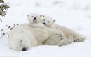 Ngộ nghĩnh cảnh gấu Bắc Cực con cố đánh thức mẹ