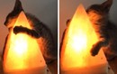 Ngộ nghĩnh cảnh mèo con ôm đèn sưởi ấm