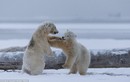 Gấu Bắc Cực "tử chiến" trên tuyết trắng