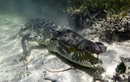 Mạo hiểm chụp cận cảnh cá sấu khổng lồ dưới biển