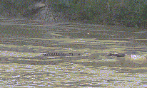 Cá sấu khổng lồ quyết chiến giành xác trâu trên sông
