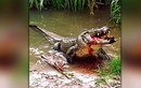Cá sấu khổng lồ nhai rùa rau ráu trong miệng