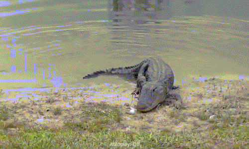 Khiếp đảm cá sấu cướp bóng golf của người chơi