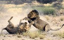 Cặp sư tử đực quyết chiến giành bạn tình