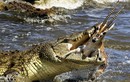 Cá sấu khổng lồ xẻ thịt linh dương theo bạn tình vượt sông