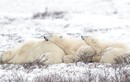 Ảnh động vật tuần: Gấu bắc cực tận hưởng mùa đông, giải cứu hổ...