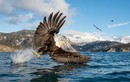 Ảnh động vật: Đại bàng đầu trắng bắt cá trên hồ ở Alaska