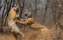 Ảnh động vật: Cặp hổ cái quyết chiến tranh giành lãnh địa