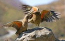 Ảnh động vật: Cặp vẹt kea tình tứ với nhau trên một tảng đá