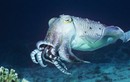 Ảnh động vật: Mực nang khổng lồ bơi dưới đáy biển sâu