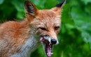 Ảnh đẹp động vật: Cáo liếm môi khi săn môi trong rừng ở Nga