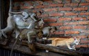 Ảnh động vật: Đàn khỉ đuổi bắt mèo trong tòa nhà hoang 