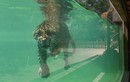 Ảnh động vật: Báo đốm bơi giải nhiệt tránh nắng nóng ở Pháp 
