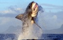 Ảnh động vật: Cá mập khổng lồ lao khỏi mặt nước khi săn mồi