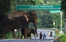 Ảnh động vật: Voi hoang dã khổng lồ đi qua đường giao thông