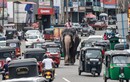 Ảnh động vật: Quản tượng cưỡi voi trên đường phố đông đúc