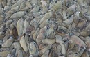 Ảnh động vật: Hải tượng nằm nghỉ la liệt trên bãi biển