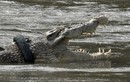 Ảnh động vật: Cá sấu mắc kẹt, thiên nga trượt trên mặt băng