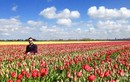 Kinh ngạc những cánh đồng hoa đắt đỏ nhất thế giới