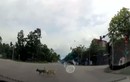 Ba chú chó đợi đèn đỏ mới sang đường ở Hà Nội gây “sốt”