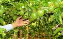 Đổ nghìn tỉ trồng cây ăn trái, các “ông lớn” toan tính gì?