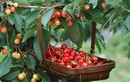 Học cách trồng cherry sai trĩu tại nhà, thu hoạch cả trăm quả